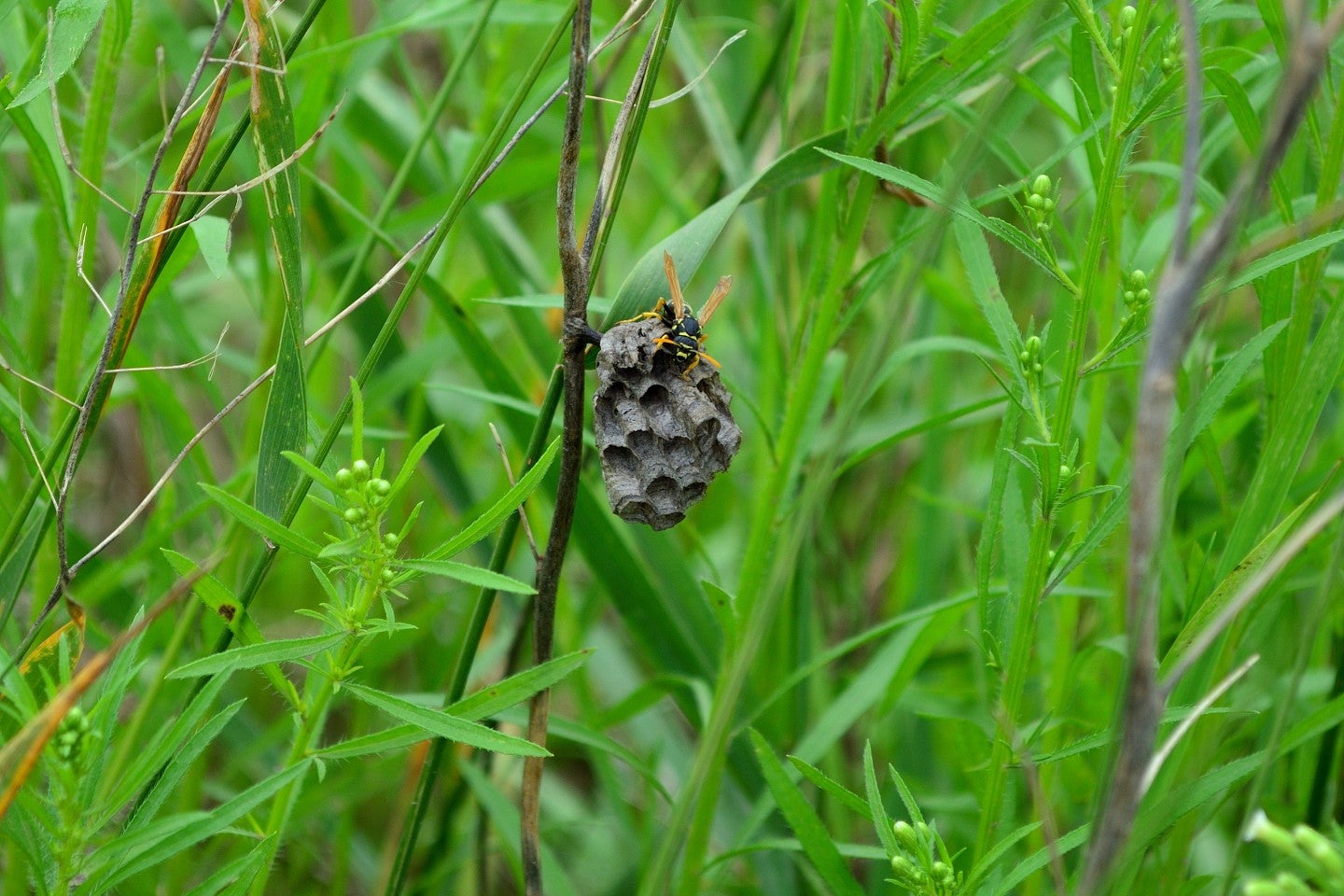 image of wasp nest in grass