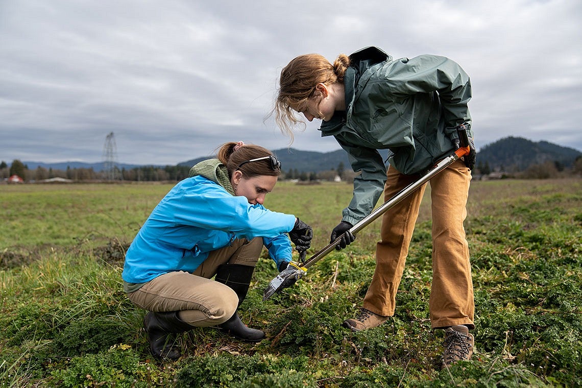 Two researchers, wearing gloves, collecting soil samples in field