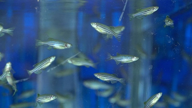 Zebrafish swimming in a tank
