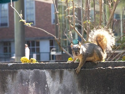Squirrel on ledge